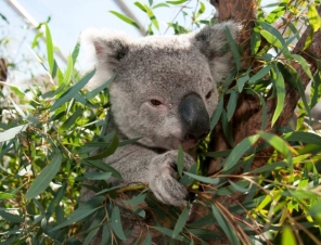 Koala