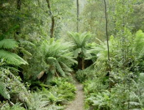 Tasmania Rain Forests