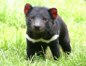 Tasmanian Devil