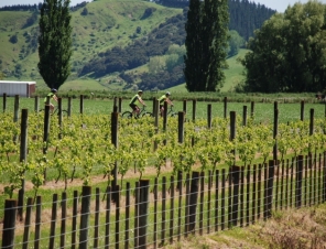 Gisborne wineries