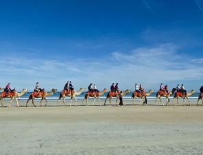 Broome Camel Train