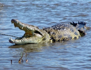 Cooktown Crocodile