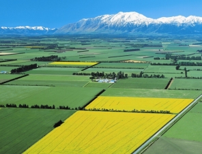 Canterbury Plains