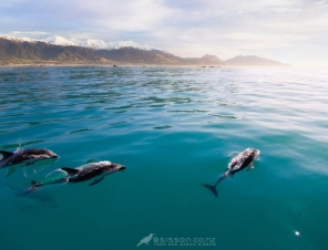 Kaikoura Dolphins