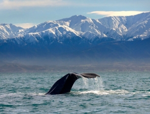 Kaikoura Sperm Whale