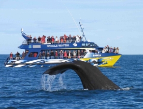 Kaikoura whale watch