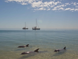 Geraldton Dolphins
